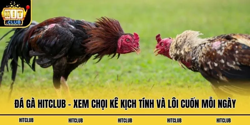 Đá gà Hitclub - Trang xem chọi kê uy tín, chất lượng