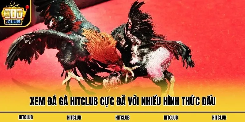 Xem đá gà Hitclub cực đã với nhiều hình thức đấu