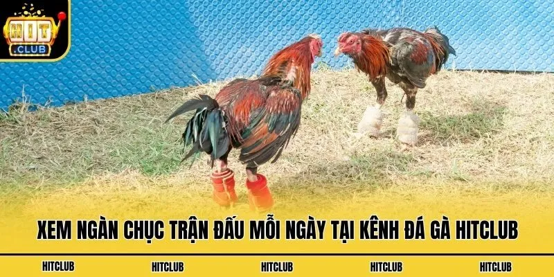 Xem ngàn chục trận đấu mỗi ngày tại kênh đá gà Hitclub